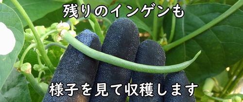 これから収穫時期になるインゲン