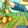 じゃがいもの収穫（春植えの馬鈴薯・ジャガイモが収穫時期になりました）
