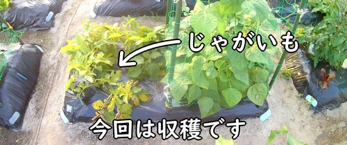 マルチ栽培しているジャガイモの区画(種芋から育ててきたじゃがいも)