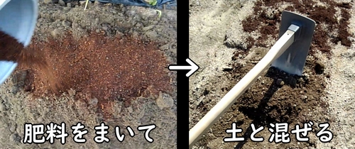 じゃがいもの元肥施肥(馬鈴薯・ジャガイモの栽培区画に肥料を混ぜ込む)