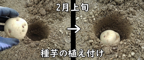 じゃがいもの植え方(馬鈴薯・ジャガイモの植え付け方法)