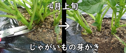 じゃがいもは発芽後に芽かきをする(馬鈴薯・ジャガイモの芽の間引き)