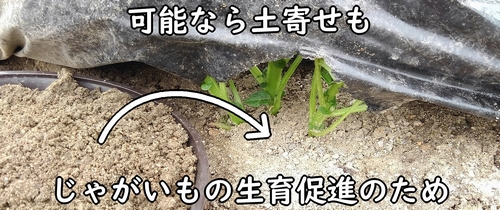 じゃがいもの土寄せ(馬鈴薯・ジャガイモの株元に土を盛る)