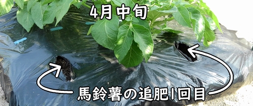 じゃがいもの追肥(馬鈴薯・ジャガイモに追加の肥料を補う)