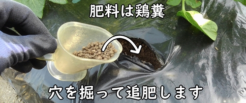 じゃがいも(馬鈴薯・ジャガイモ)の追肥完了