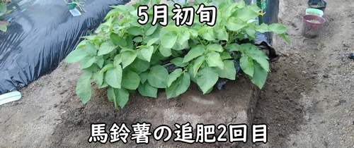 じゃがいも(馬鈴薯・ジャガイモ)の2回目の追肥は5月初旬頃