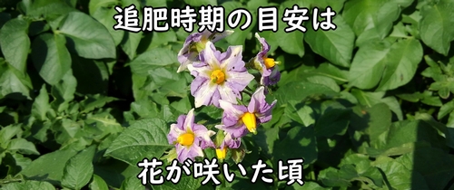 花が咲いた頃が追肥のタイミング
