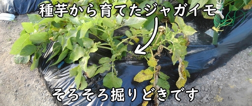 掘りどきになったジャガイモ(馬鈴薯・じゃがいもは、茎や葉が茶色くなってきたら収穫時期です)