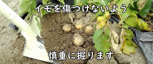 じゃがいもの収穫方法(馬鈴薯・ジャガイモの掘り方)