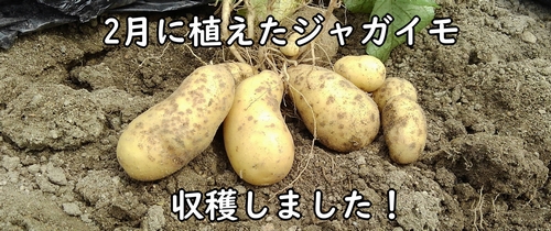収穫したジャガイモ(馬鈴薯・じゃがいも)