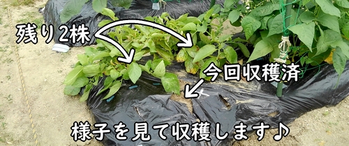 残ったジャガイモ(馬鈴薯・じゃがいも)の株はあと2株