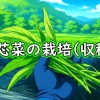 空芯菜（クウシンサイ・エンサイ・エンツァイ）の収穫（夏野菜の空芯菜が、収穫時期になりました）