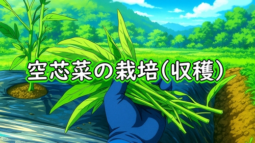 空芯菜(クウシンサイ・エンサイ・エンツァイ)の収穫(夏野菜の空芯菜が、収穫時期になりました)
