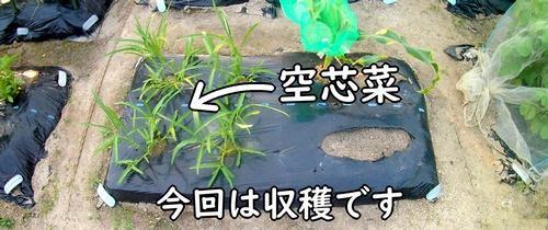 収穫時期になった空芯菜(種まきから収穫まで世話したクウシンサイ・エンサイ)
