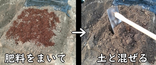 空芯菜(エンツァイ)の区画に肥料を混ぜ込む