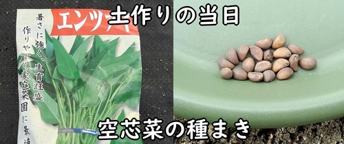 空芯菜(クウシンサイ・エンサイ)の種