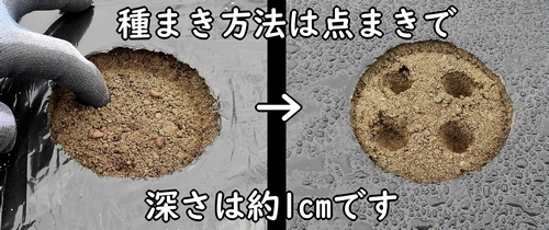 空芯菜(エンツァイ)の種まきの仕方は点まきにしました