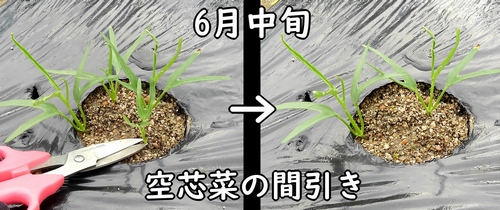 空芯菜(クウシンサイ・エンサイ)の間引き