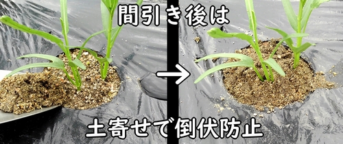 空芯菜(クウシンサイ・エンサイ)の土寄せ
