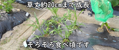 収穫時期になった空芯菜(クウシンサイ・エンサイ)