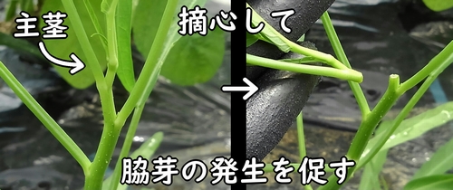 空芯菜を摘心する(エンサイ・エンツァイは摘心することで収穫量が増える)