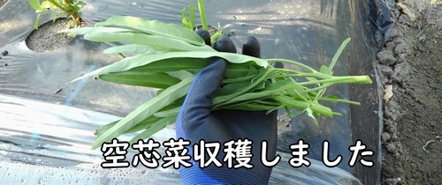 摘心で収穫した空芯菜(クウシンサイ・エンツァイ)の葉