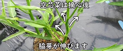 空芯菜(クウシンサイ・エンツァイ)は摘心すると、脇芽が増える