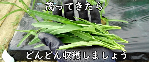 空芯菜(エンサイ・エンツァイ)の収穫は、脇芽が伸びてきたら適宜行う