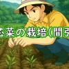 空芯菜（クウシンサイ・エンサイ・エンツァイ）の間引き（間引きをして、空芯菜を大きく育てる）