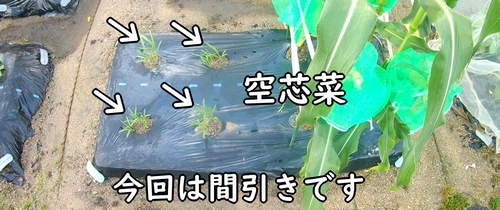 空芯菜（クウシンサイ・エンサイ）の栽培区画