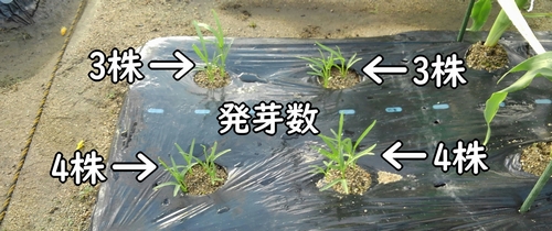 発芽した空芯菜（クウシンサイ・エンサイ）の株