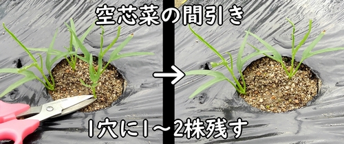 空芯菜の間引きの仕方（エンサイ・エンツァイの間引き方法）