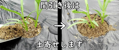 空芯菜の土寄せ（クウシンサイ・エンサイの倒伏防止）