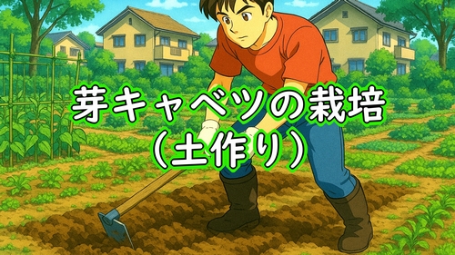 芽キャベツの土作り