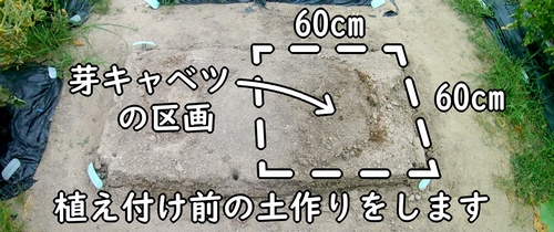 芽キャベツの栽培区画