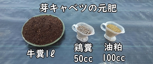芽キャベツ栽培に必要な肥料（芽キャベツの元肥）