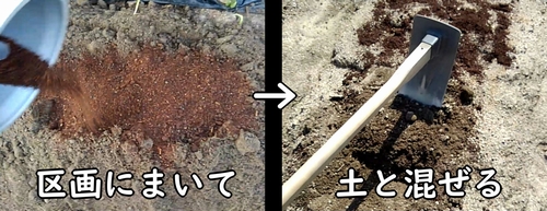 芽キャベツの肥料を土に混ぜ込む（芽キャベツの元肥を土に施肥する）