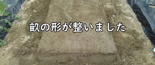 芽キャベツの畝の形が整いました