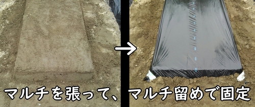芽キャベツの畝にマルチを張る