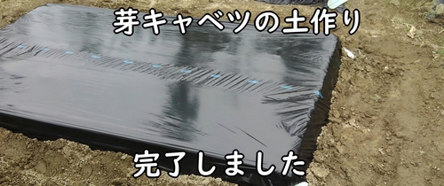 芽キャベツの植え付け前の土作り完了です
