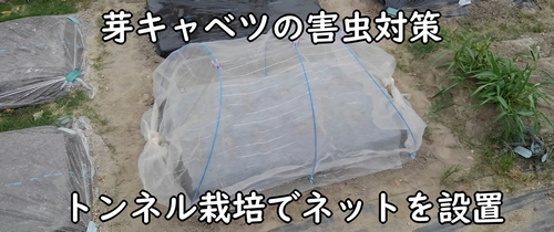 芽キャベツの区画に防虫ネットを設置する