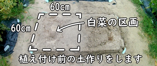 白菜(ミニ白菜・ハクサイ)の栽培区画