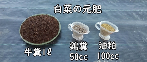 白菜栽培に必要な肥料(ミニ白菜、ハクサイの元肥)