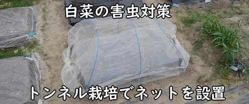 白菜(ミニ白菜、ハクサイ)の区画に防虫ネットを設置する