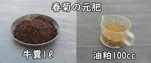 春菊に必要な肥料（しゅんぎく・菊菜栽培の元肥）