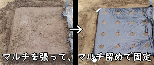 春菊（しゅんぎく・菊菜・シュンギク）の畝にマルチを張る