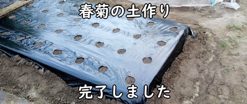 春菊（しゅんぎく・菊菜）の種まき前の土作り完了です