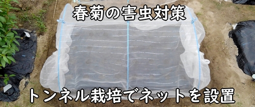 春菊（シュンギク・菊菜）の区画に防虫ネットを設置する