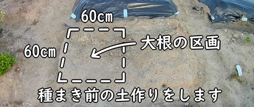 大根(ダイコン・ミニ大根)の栽培区画