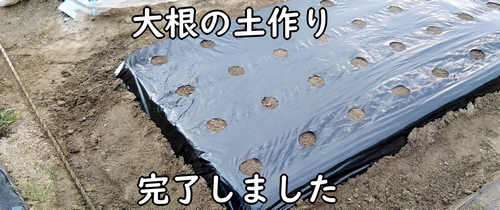 大根(ダイコン・ミニ大根)の種まき前の土作り完了です